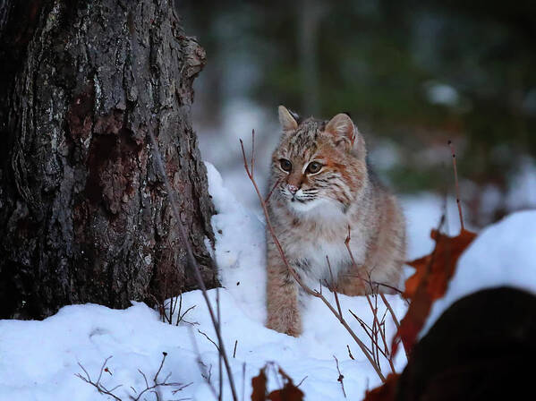 Bobcat Art Print featuring the photograph Bobcat Sneaking Around by Duane Cross