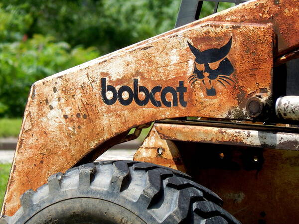 Bobcat Art Print featuring the photograph REDUCED Bobcats Strut by Wild Thing