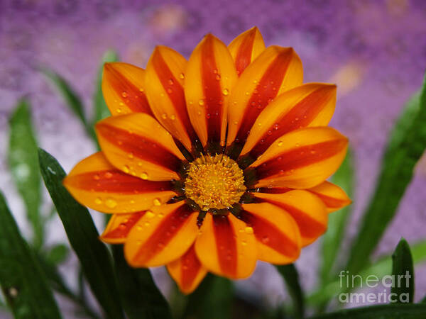 Flowers Art Print featuring the photograph Bold Gazania Flower II by Dorothy Lee