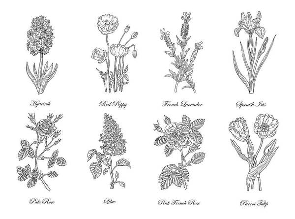 Hyacinth Art Print featuring the drawing Botanical Flowers Decorative Drawing by Irina Sztukowski