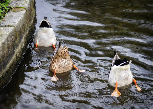 Duck Art Print featuring the photograph Bottoms Up by Shirley Mitchell