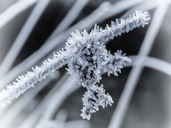 Ice Art Print featuring the photograph Briefly Beautiful by Nick Bywater