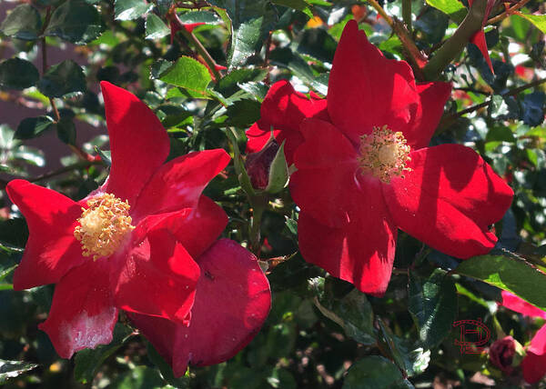 Brilliant Red Roses Art Print featuring the photograph Brilliant Red Roses by Daniel Hebard