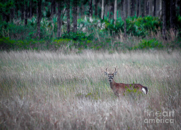 Buck Art Print featuring the photograph Buck in Grass by Tom Claud