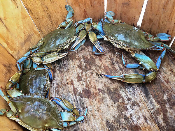 Blue Crabs Annapolis Maryland Crabbing Chesapeake Bay Waterways Art Print featuring the photograph Bucket of Blue Crabs by Jennifer Casey