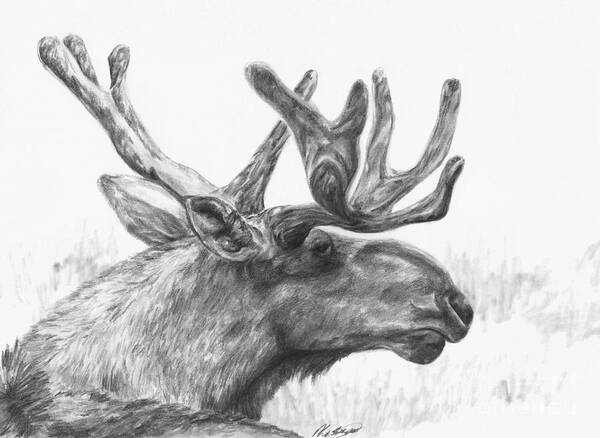 Moose Art Print featuring the drawing Bull moose study by Meagan Visser