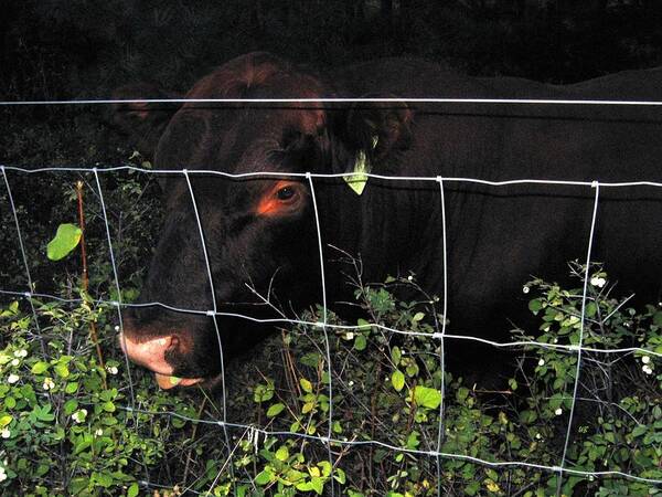 Bull Art Print featuring the photograph Bull Nibbling On Snowberries by Will Borden