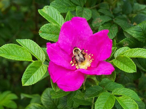 Bumble Bee On A Wild Rose Art Print featuring the photograph Bumble Bee On A Wild Rose by Joy Nichols