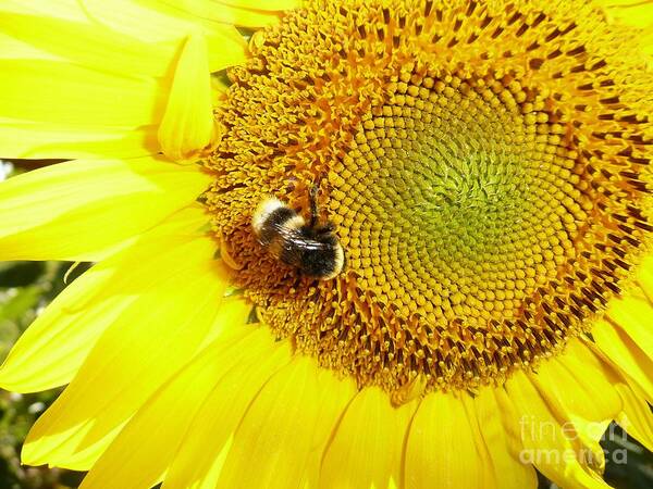 Artistic Art Print featuring the photograph Bumblebee on Sunflower by Jean Bernard Roussilhe