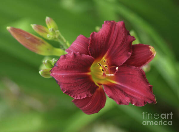 Flower Art Print featuring the photograph Burgundy Day Lily by Vivian Martin