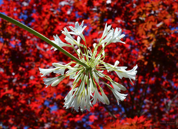 Fireworks Art Print featuring the photograph Bursting In Air by Donna Blackhall