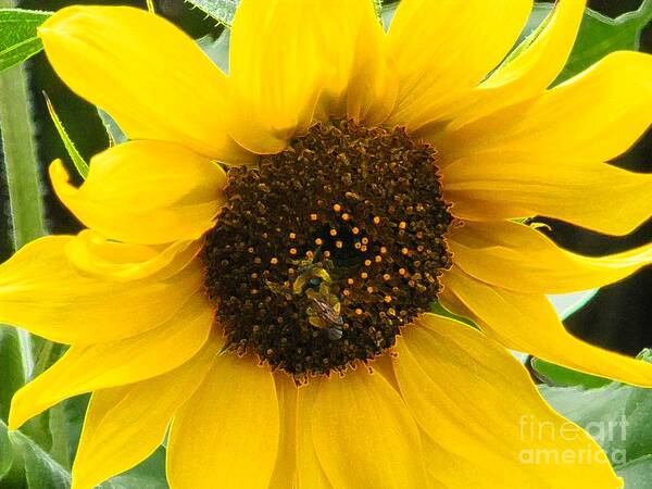Bee Art Print featuring the photograph Busy Bee II by Sonya Chalmers