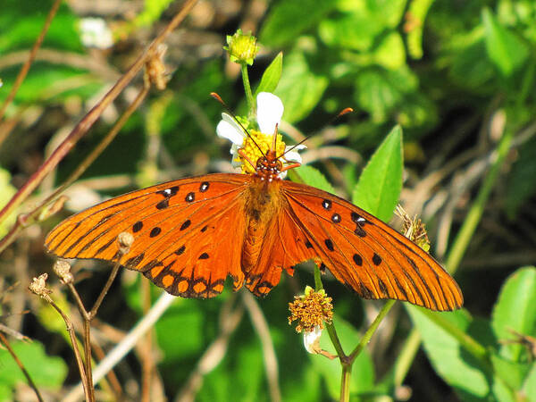 Butterfly Art Print featuring the photograph Butterfly at Canaveral National Seashore by Christopher Mercer