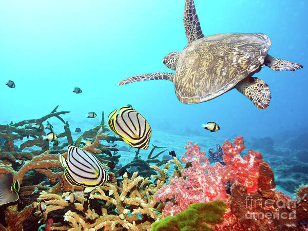 Butterflyfish Art Print featuring the photograph Butterflyfishes and turtle by MotHaiBaPhoto Prints
