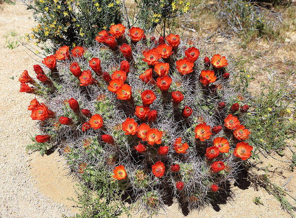 Cactus Bloom In Jtnp Art Print featuring the photograph Cactus Bloom In JTNP by Viktor Savchenko