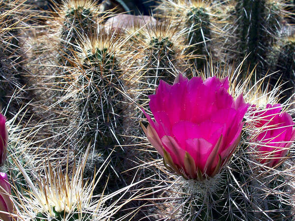 Flowers Art Print featuring the photograph Cactus Flower by Claude Marshall