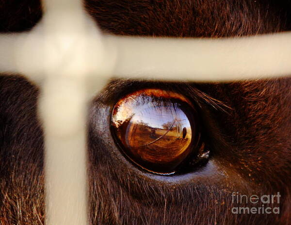 Eye Art Print featuring the photograph Caged Buffalo Reflects by Robert Frederick