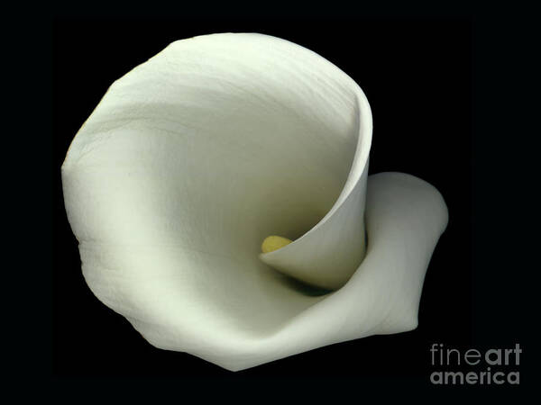 American Art Print featuring the photograph Calla Five by Christopher Gruver
