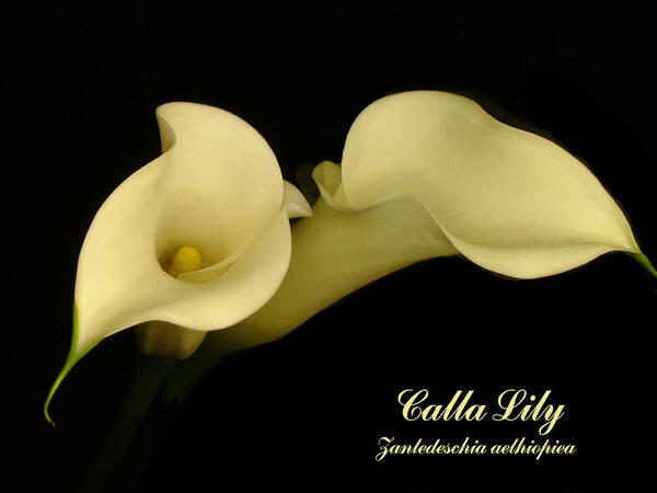Calla Lily Art Print featuring the photograph Calla by Thomas Pipia