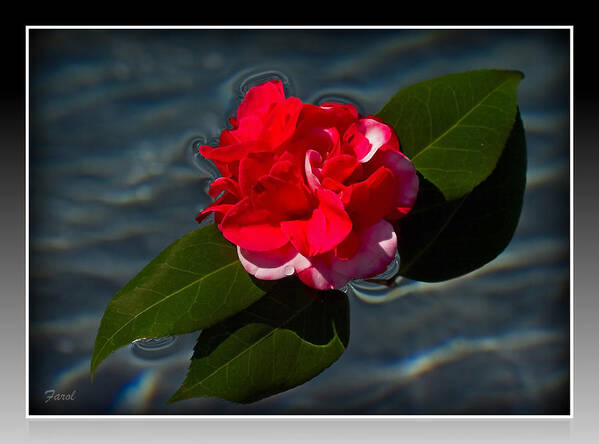 Camellia Art Print featuring the photograph Camellia on Water by Farol Tomson