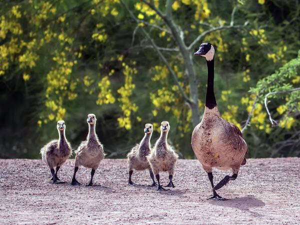 Canada Art Print featuring the photograph Canada Goose and Goslings 7581-042618-1 by Tam Ryan