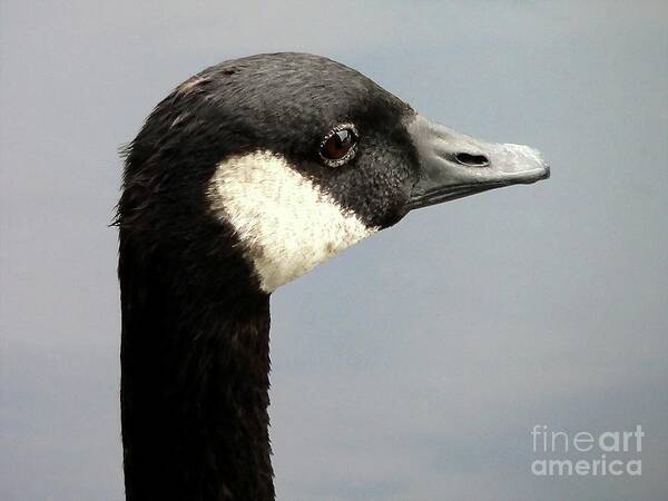 Canada Goose Art Print featuring the photograph Canada Goose Close-up by Al Powell Photography USA