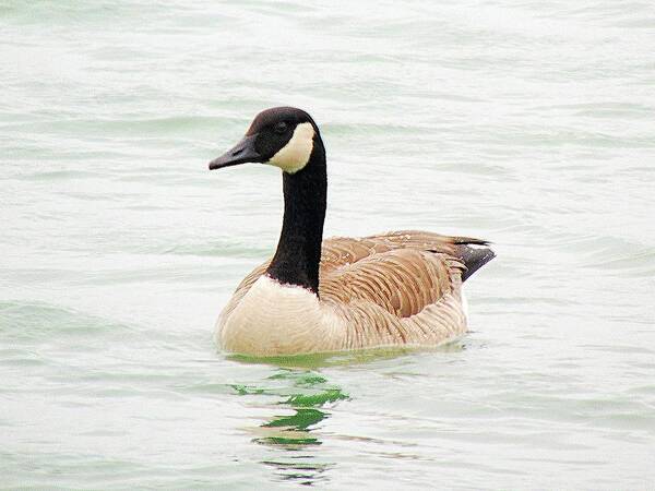  Art Print featuring the photograph Canada Goose by Loretta Nash