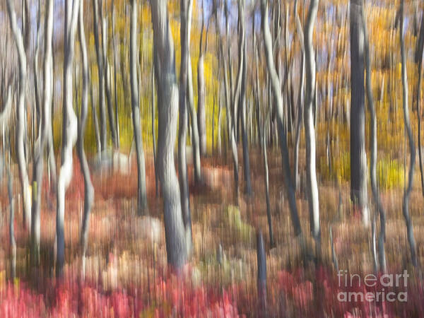 Abstract Art Print featuring the photograph Candy-Colored Forest by Lili Feinstein