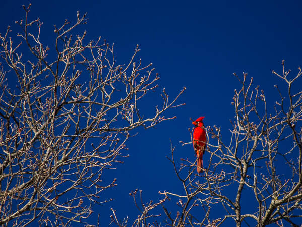 Cardinal Art Print featuring the photograph Cardinal Against Blue Sky by Austin Photography