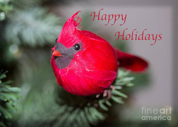 Nature Art Print featuring the photograph Cardinal Happy Holidays by Dawn Gari