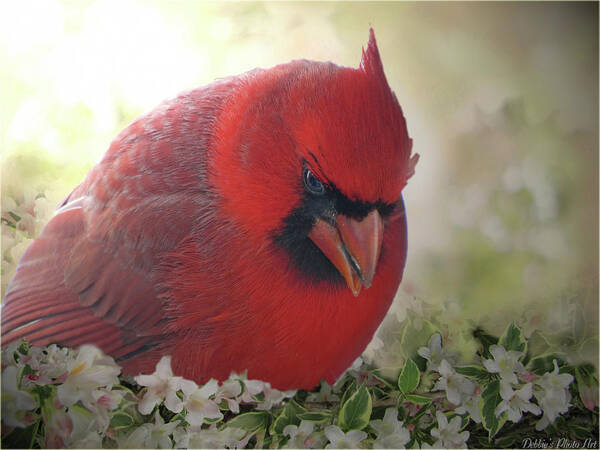 Nature Art Print featuring the photograph Cardinal in flowers by Debbie Portwood