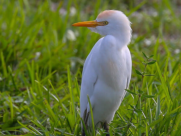 Cattle Egret Art Print featuring the photograph Cattle Egret by Dart Humeston