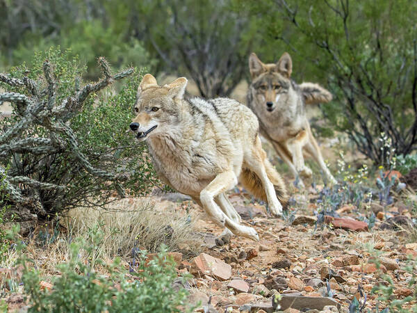 Cayote Art Print featuring the photograph Coyote Chase by Tam Ryan