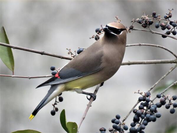 Kathy Long Art Print featuring the photograph Cedar Waxwing 1 by Kathy Long