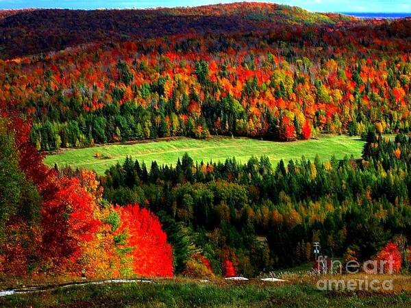 Fall Art Print featuring the photograph Celebration by Elfriede Fulda