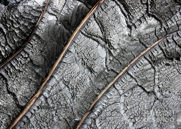 Charred Pine Bark Art Print featuring the photograph Charred Pine Bark by Natalie Dowty