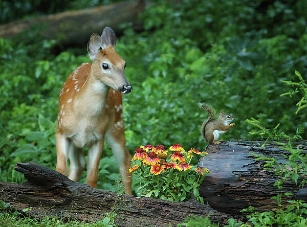 Deer Art Print featuring the photograph Checking Out the Squirrel by Duane Cross