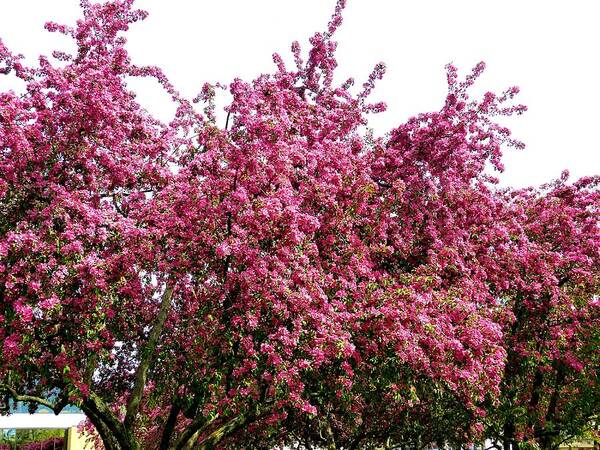 Cherry Blossoms Art Print featuring the photograph Cherry Blossoms 2 by Will Borden