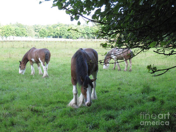 Horse Art Print featuring the photograph Chestnut Clydesdales by Brandy Woods