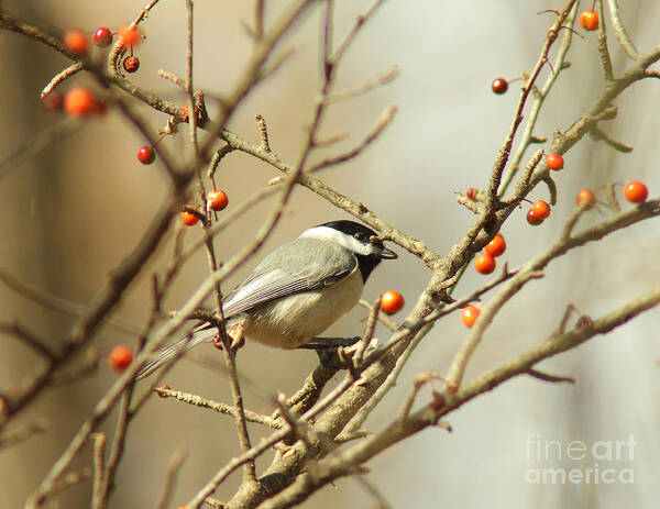 Animal Art Print featuring the photograph Chickadee 2 of 2 by Robert Frederick