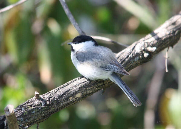 Chickadee Art Print featuring the photograph Chickadee at Rest by Diane Lindon Coy