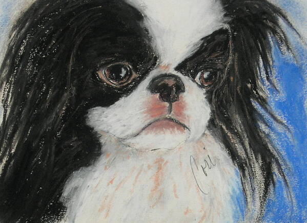 Japanese Chin Art Print featuring the drawing Chin-sational by Cori Solomon