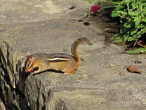 Photography Art Print featuring the photograph Chipmunk by Kathie Chicoine