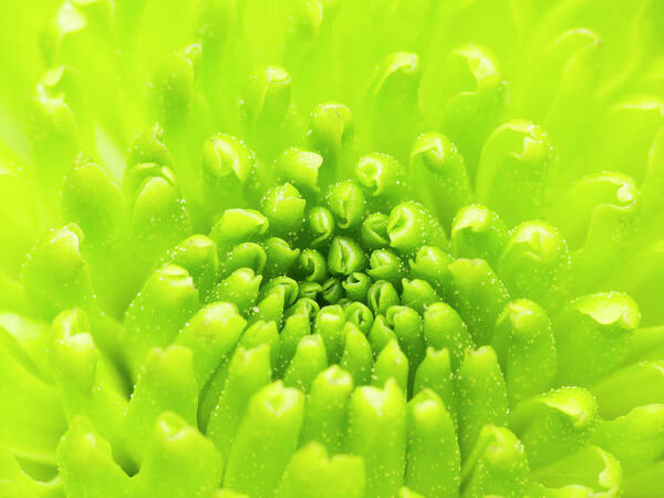 Green Art Print featuring the photograph Chrysanthemum Macro by Wim Lanclus
