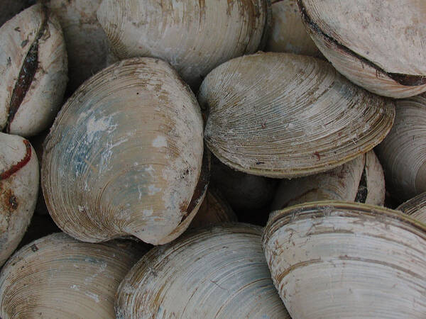 Clam Art Print featuring the photograph Clam Shells by Juergen Roth