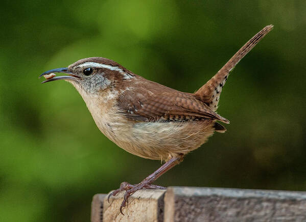 2014 Art Print featuring the photograph Classic Carolina Wren by Jim Moore