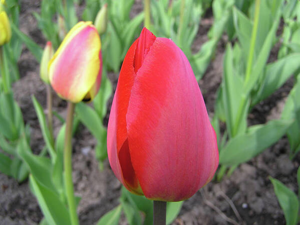 Flower Art Print featuring the photograph Closed Tulip by Richard Mitchell