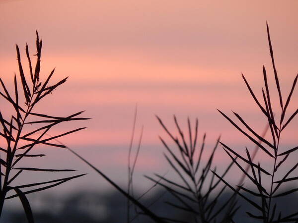 Coast Art Print featuring the photograph Coastal Marsh Dusk by Jan Gelders