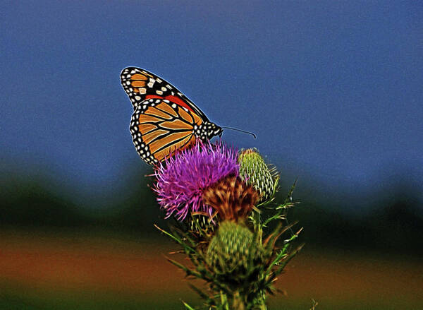 Butterfly Art Print featuring the photograph Colorful Monarch by Sandy Keeton