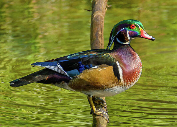 Woodduck Art Print featuring the photograph Colorful Wood Duck by Jerry Cahill